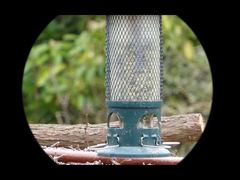 Монокуляр ночного видения 4K Video Mini91